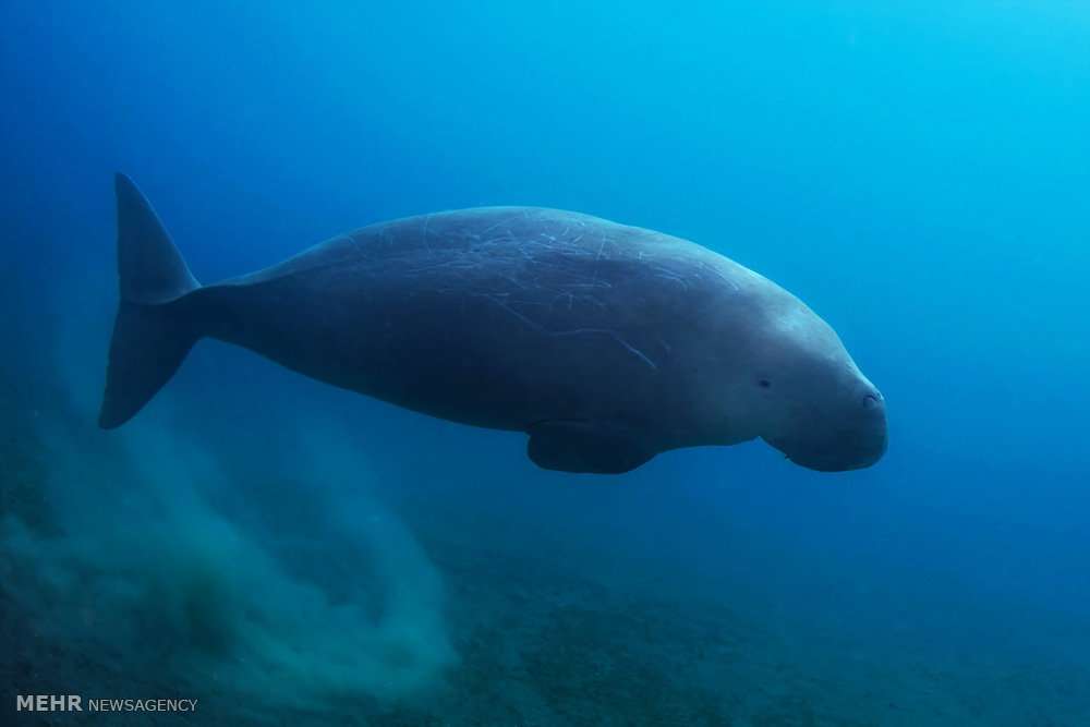 گونه‌های شگفت‌انگیز حیات در آب‌های تیمور شرقی‎