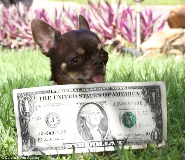 کوچک‌ترین سگ دنیا که 49 بار از روی آن کپی شده است