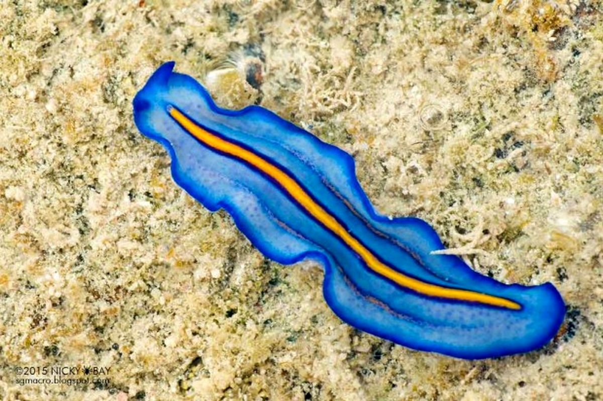 موجوداتی که نمی‌میرند و تا ابد زنده اند