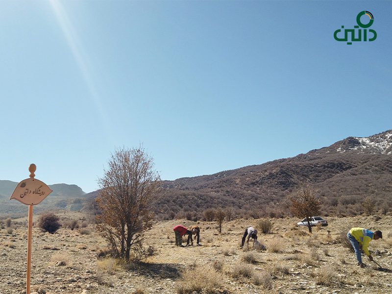 همزمان با روز درخت‌کاری داتین به تعداد سرمایه‌های انسانی خود درخت بلوط کاشت